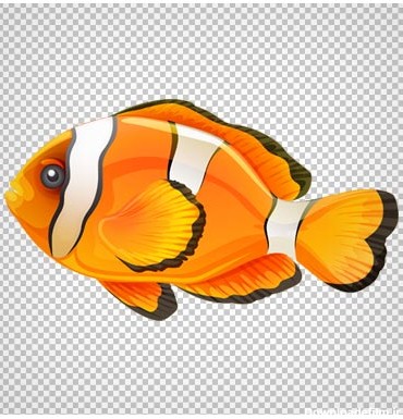 دانلود تصویر دلقک ماهی آب شور بصورت فایل فاقد پس زمینه با پسوند png