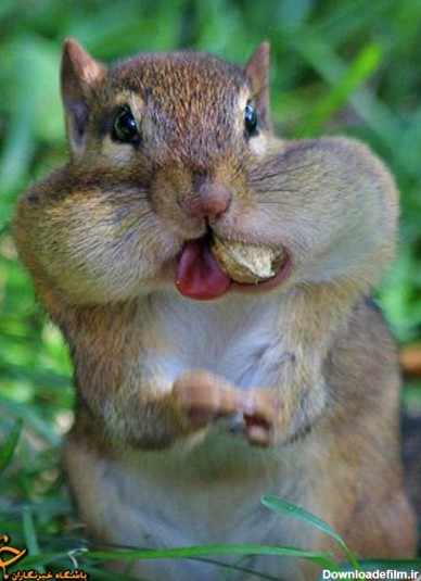 سنجاب‌ها غذای خود را کجا مخفی می‌کنند؟ + تصاویر