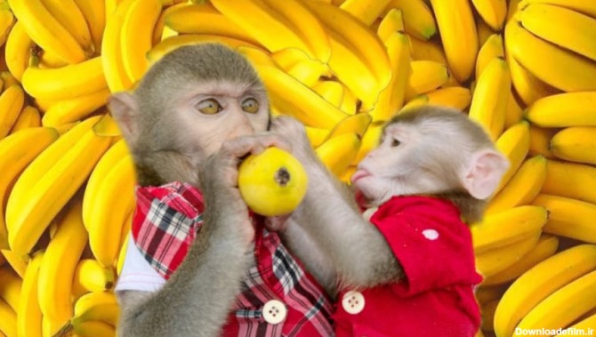 برنامه کودک - بچه میمون - موز ها - فیلم کودکانه جدید