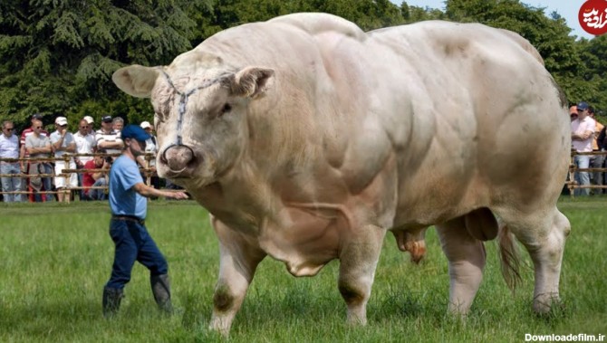 ویدئو) این گاو سفید رنگ جذاب، عضلانی ترین گاو جهان است!