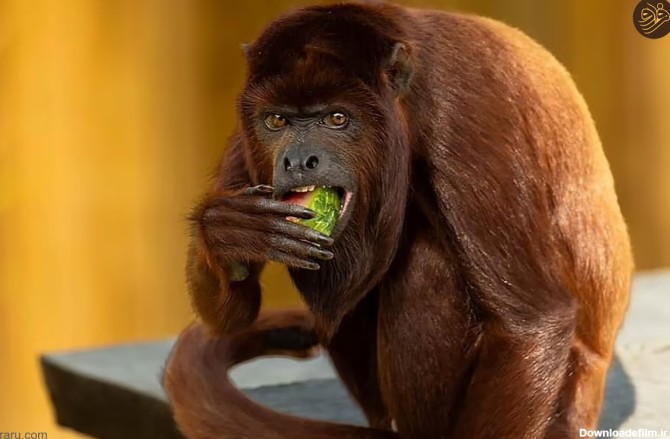 فرارو | عکس‌های خنده‌دار حیوانات در باغ وحش‌ها