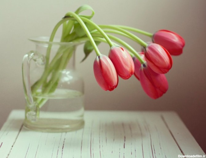 جلوگیری از پژمردگی گلهای لاله