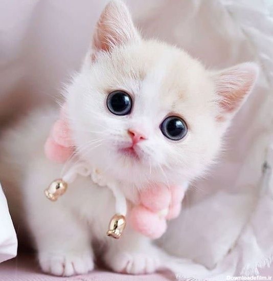 روز جهانی گربه های پشمالو | متن ها بامزه و عکس گربه‌های شیطون ...