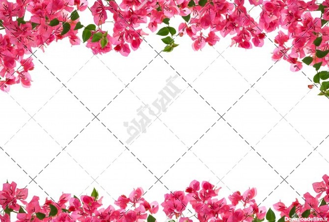 دانلود تصویر با کیفیت حاشیه های صورتی از گل ساخته شده