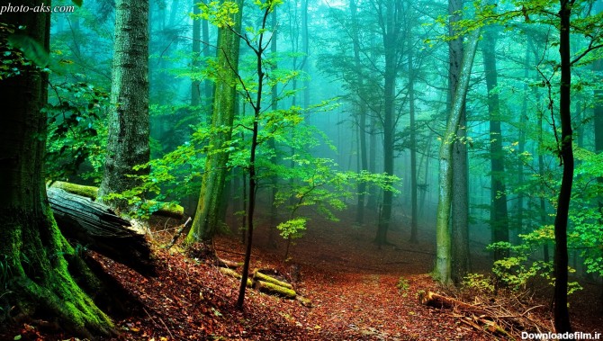 چند گونه درختی در جنگل های آماوزن زندگی می کنند؟ - قدس آنلاین