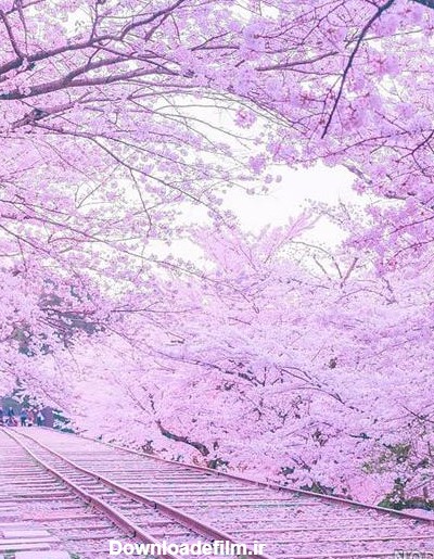 عکس فصل بهار در ژاپن - عکس نودی