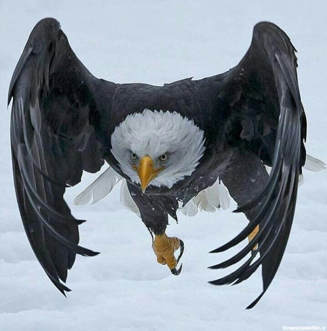 عکس عقاب سفید - کامل (مولیزی)