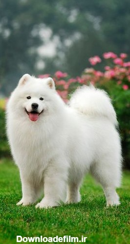 عکس سگ ساموید سفید