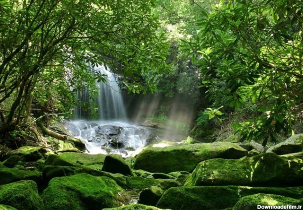 10 جنگل بارانی برتر جهان - بلاگ ایران هتل آنلاین