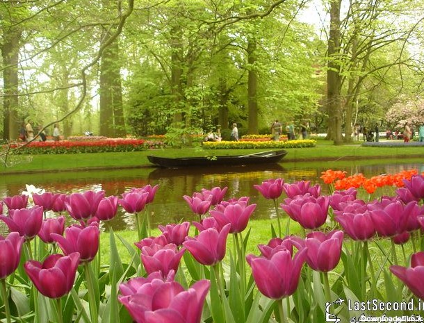 باغ زیبای "گل اروپا"، هلند + تصاویر | لست‌سکند