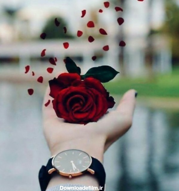 عکس پروفایل عاشقانه شاخه گل رز قرمز در میان دست