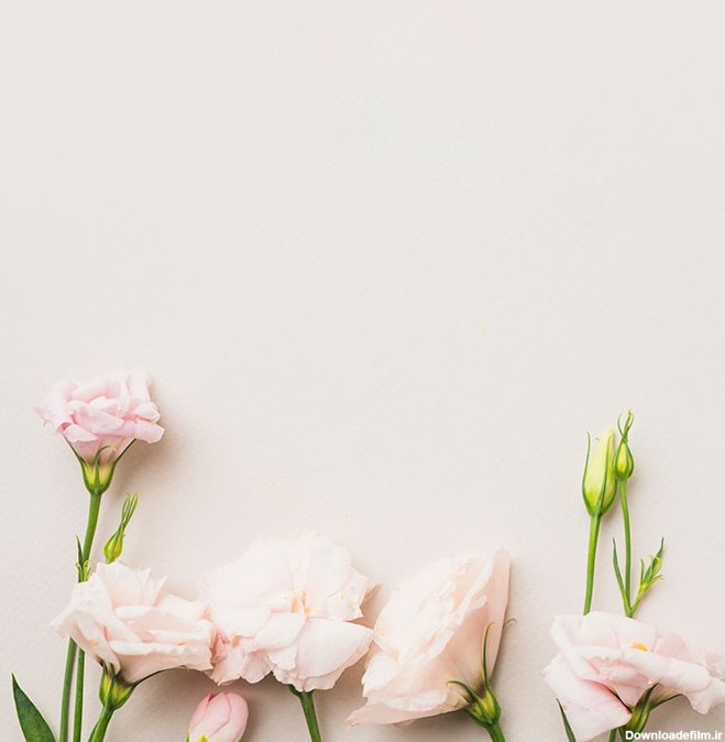 دانلود رایگان تصویر استوک با کیفیت گل رز صورتی در زمینه سفید - نقشینو
