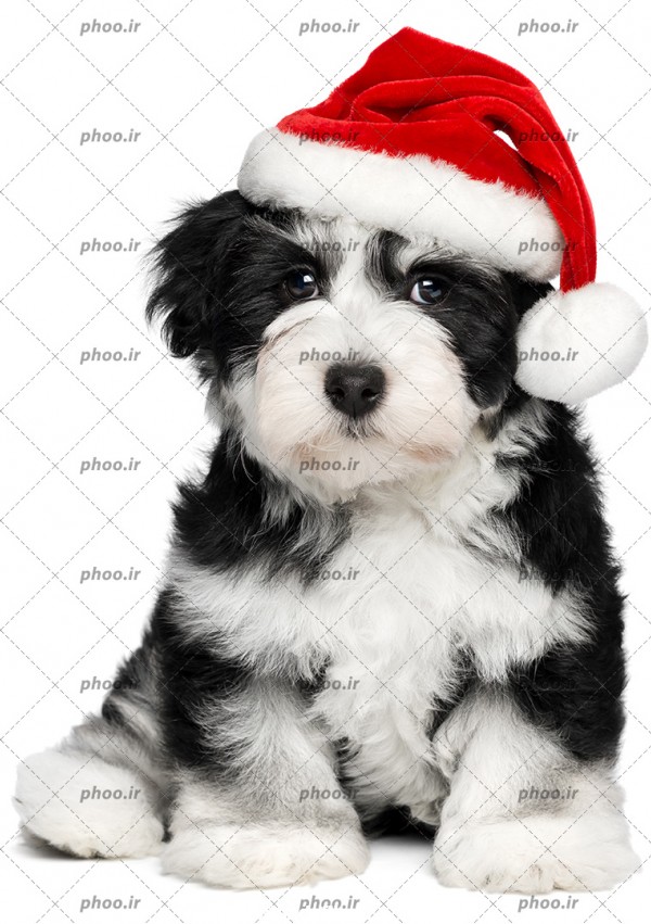 عکس یک سگ سیاه و سفید پشمالو با کلاه بابانوئل – عکس با کیفیت و ...