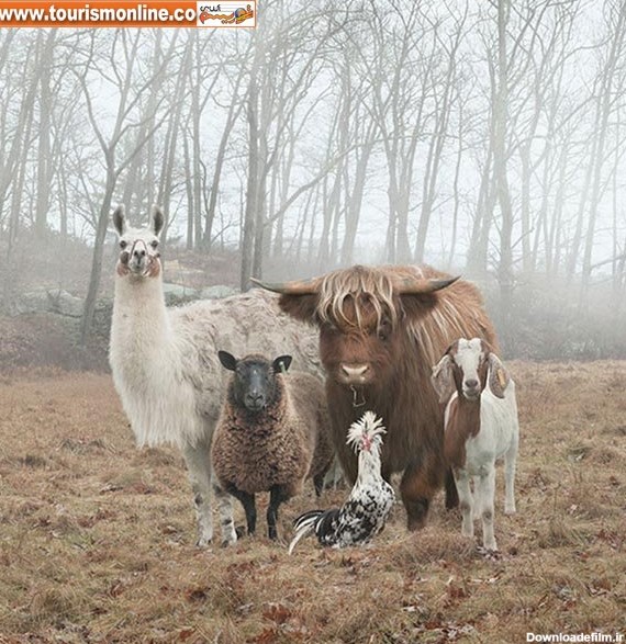 حیواناتی که عکس‌های خانوادگی می‌گیرند! +تصاویر