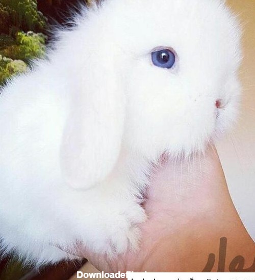 عکس خرگوش لوپ سفید ❤️ [ بهترین تصاویر ]