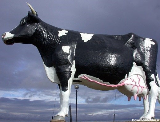 بزرگترین گاو جهان (+عکس)