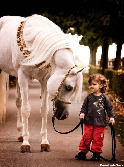 زیباترین و گران ترین اسب های جهان