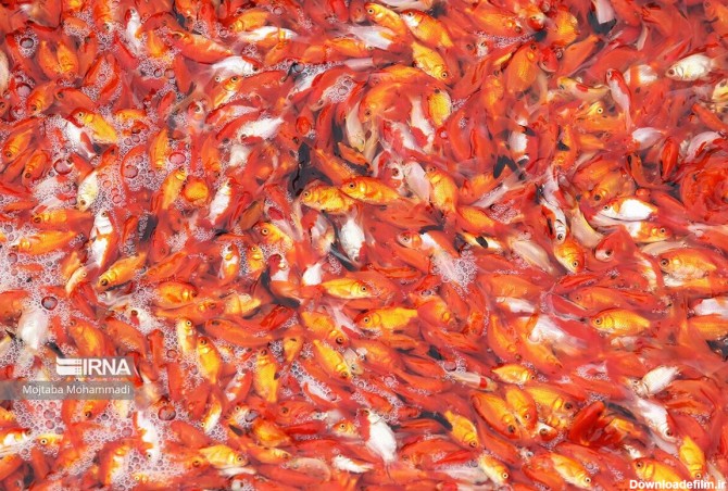 فرارو | (تصاویر) ماهی قرمزِ عید