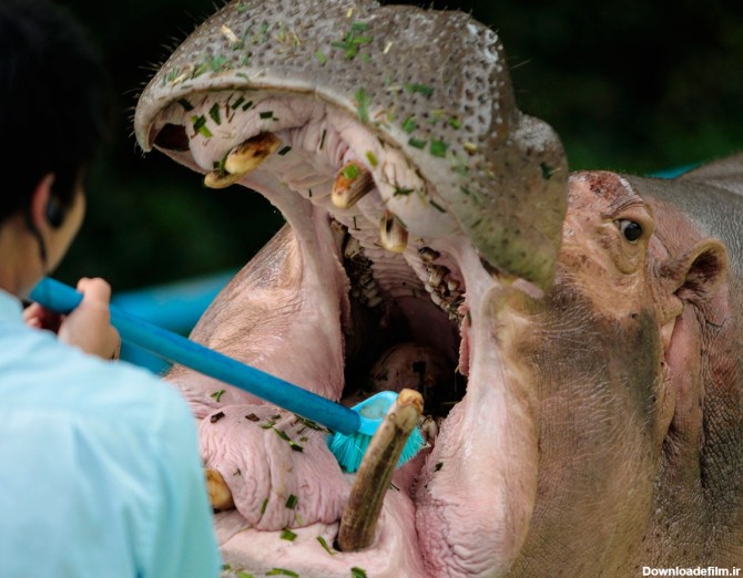 دندان‏‌های اسب آبی غول‌پیکر را چطور مسواک می‌زنند؟ - خبرآنلاین
