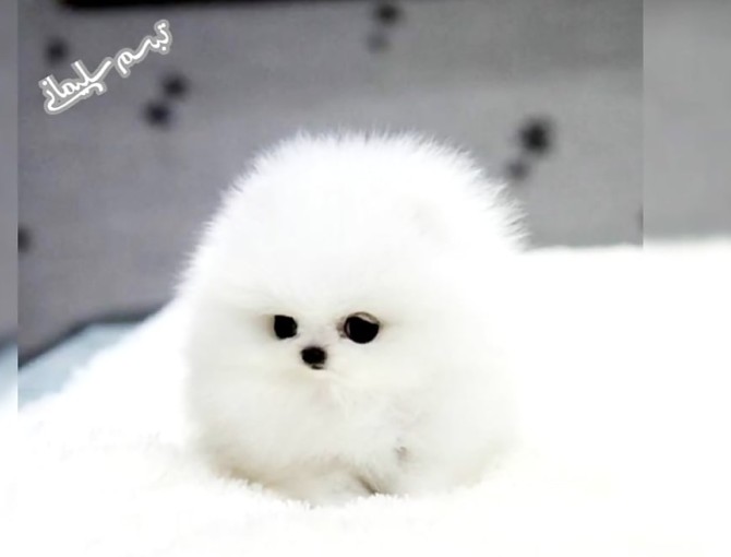 مجموعه عکس سگ پاپی سفید پشمالو (جدید)