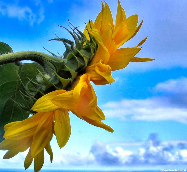 عکس های بسیار زیبا از گل های آفتابگردان