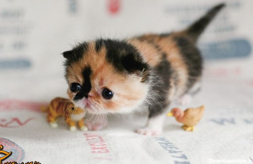 کوچکترين گربه جهان را ديده ايد ؟ + تصاوير