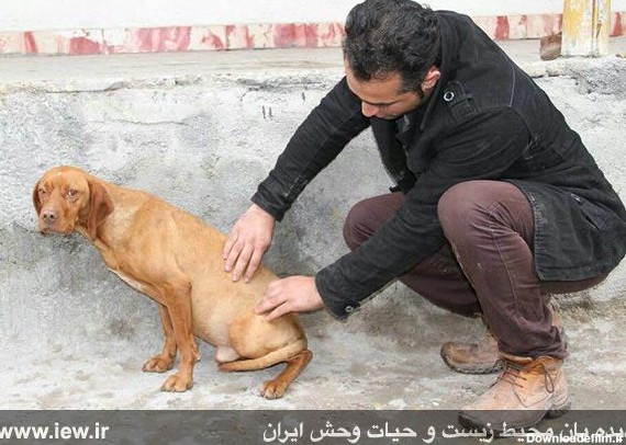 عامل شکنجه و ضرب و شتم بی‌رحمانه یک سگ در استان گلستان ...
