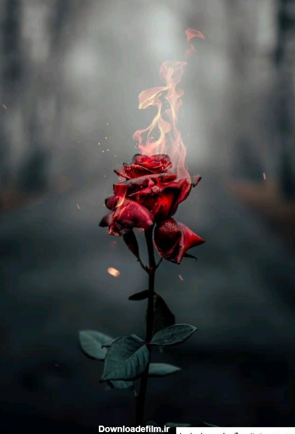 عکس گل رز مشکی و قرمز