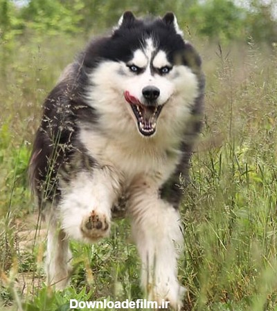 گالری عکس سگ هاسکی؛ سگ‌های زیبای سورتمه کش | ستاره