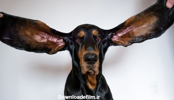 تصاویر) رکوردشکنی سگ کونهوندی با بلندترین گوش‌ جهان