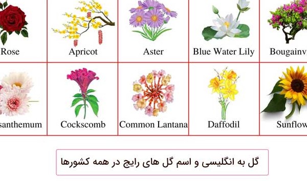 اسم انواع گل در زبان انگلیسی (گل های معروف در کشورهای مختلف) - چرب ...