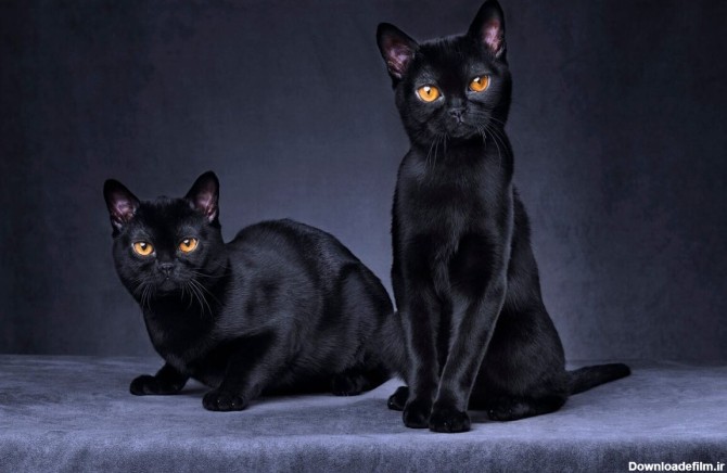 گربه سیاه