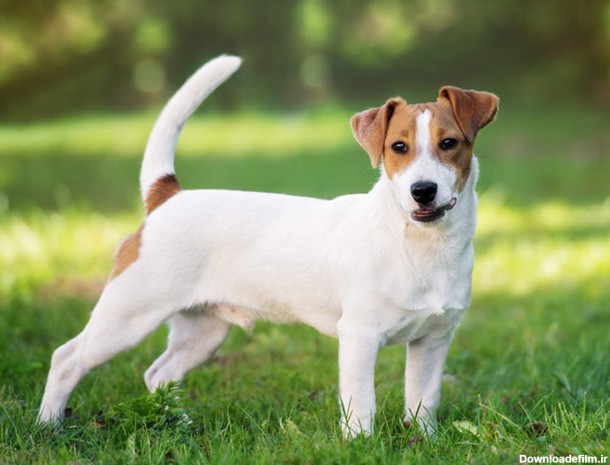 نژاد سگ جک راسل تریر (Jack Russell Terrier) عکس و ویدیو