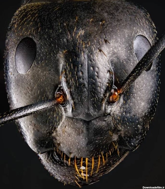 چهره ترسناک مورچه‌ها را در این تصاویر ببینید