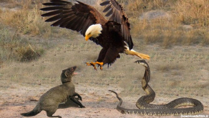 عقاب در مقابل مار و مانگوس -- شاه کبری در مقابل مانگوس - نبرد حیوانات