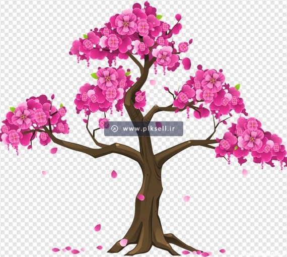 تصویر دوربری شده و ترانسپرنت درخت با شکوفه های صورتی بهاری با ...