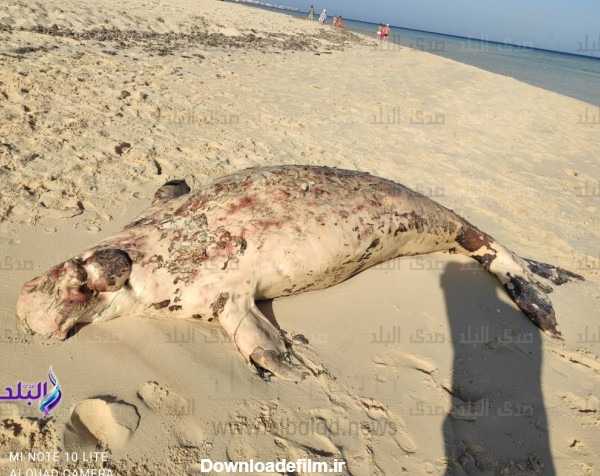 پری دریایی مرده در سواحل مصر پیدا شد+عکس