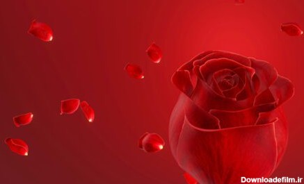 دانلود عکس گل رز قرمز بدون ساقه و برگ در پس زمینه قرمز