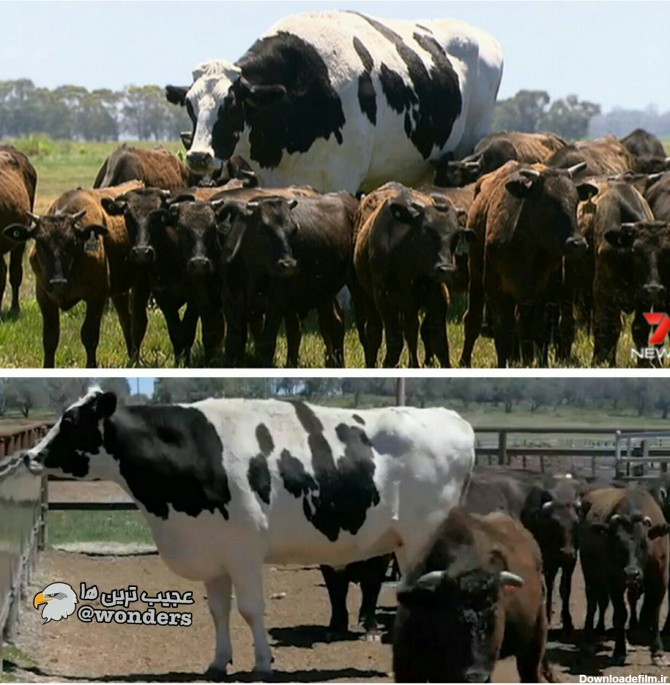 بزرگترین گاو دنیا در استرالیا!؟