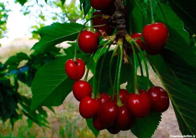تصاویر میوه های بهاری باغهای کوه فلک - تسنیم