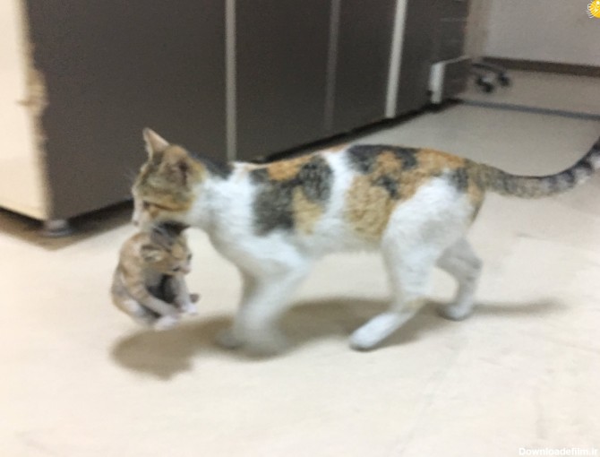 فرارو | (تصاویر) گربۀ مادر بچه‌اش را به بیمارستان برد!