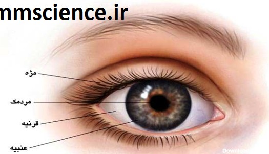آناتومی خارجی چشم