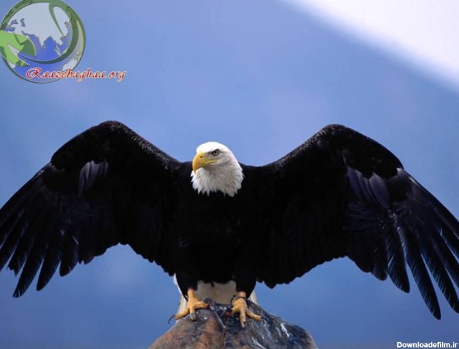راز بقا - عقاب سر سفید / Bald Eagle / Haliaeetus leucocephalus