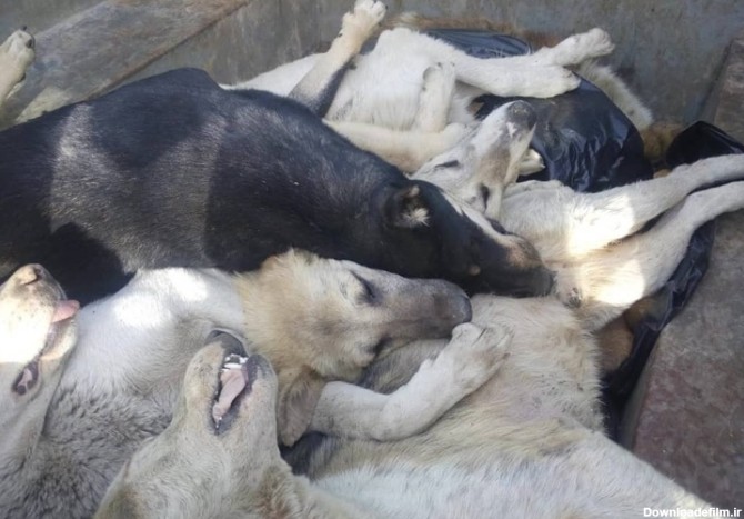 فرارو | (فیلم و عکس) ماجرای کشتار بی‌رحمانه سگ‌ها در کهریزک ...