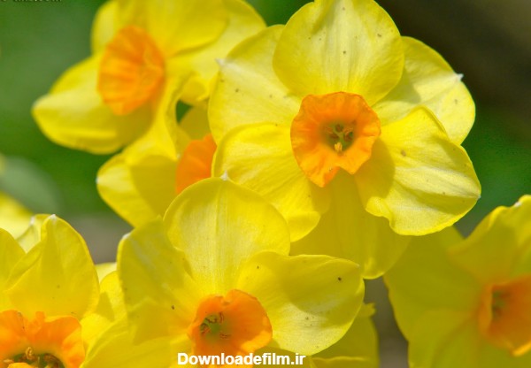 عکس گل نرگس زرد yellow flower