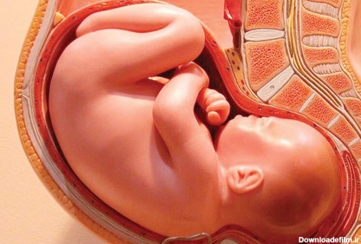 چگونه جنسیت جنین را متوجه شویم + علائم ظاهری در مادر