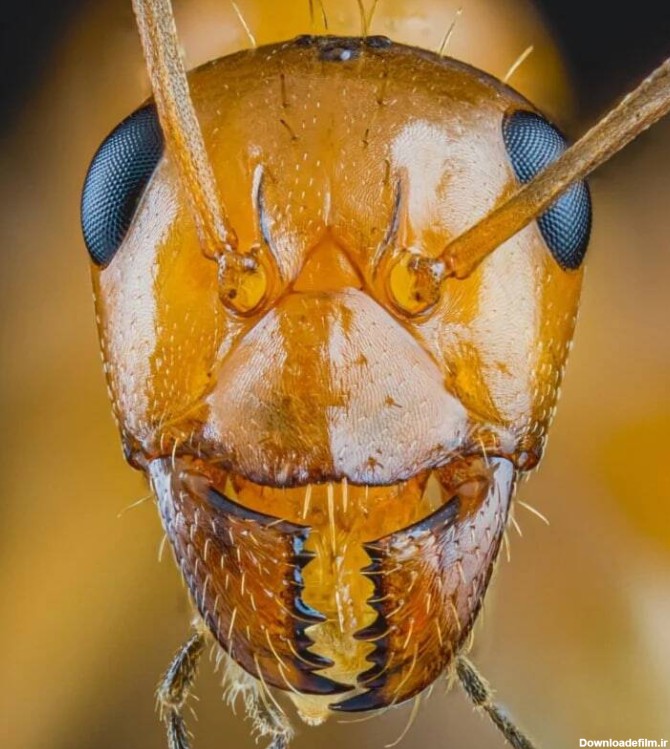 چهره ترسناک مورچه‌ها را در این تصاویر ببینید