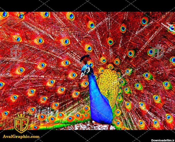 مجموعه عکس بچه طاووس زیبا (جدید)