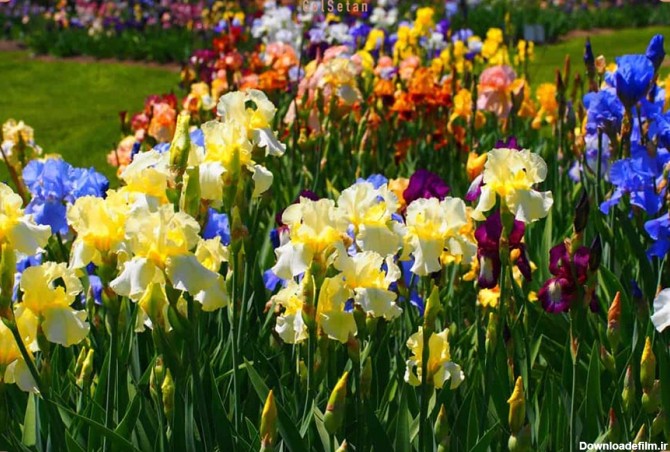 درباره گل زنبق یا آیریس (Iris) بیشتر بدانید | گُل‌سِتان