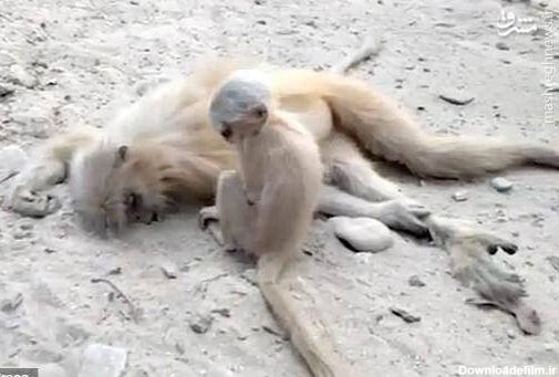 گریه‌ بچه میمون بالا سر جنازه مادرش +عکس و فیلم - حلقه وصل